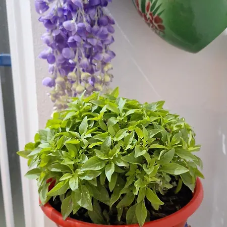 Bianco Di Syra 2 * 埃尔莫波利斯