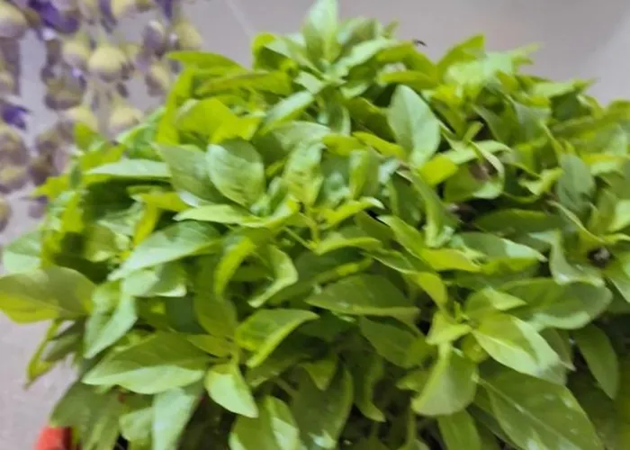 公寓 Bianco Di Syra 2 埃尔莫波利斯