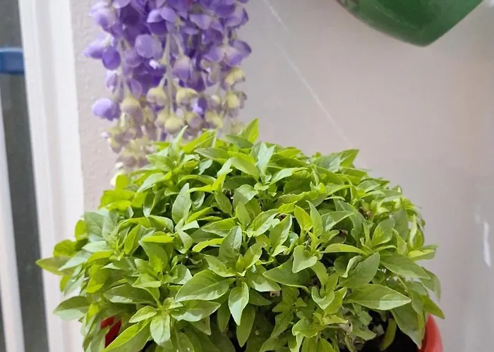 Bianco Di Syra 2 * 埃尔莫波利斯